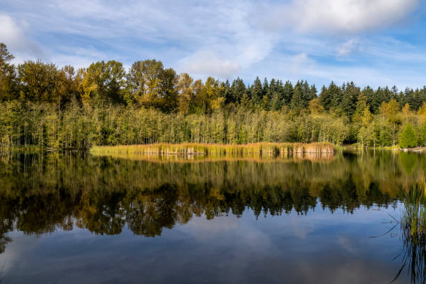 istock Green timbers urban forest park 1438282562
