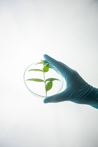 Concept, Scientist holding the tree leaves in the glass petri dish, Science of plant research, Scientist researching.