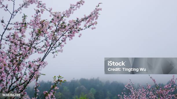 The Tree Full Of Flowers Stock Photo - Download Image Now - Blossom, Branch - Plant Part, China - East Asia
