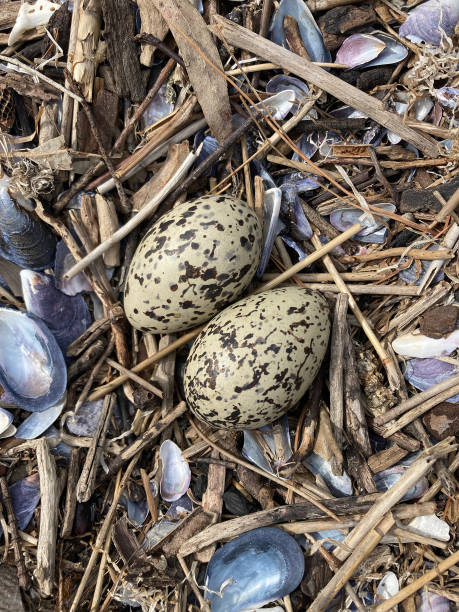 istock Eggs of Pied Oystercatcher (Haematopus longirostris) 1438289552