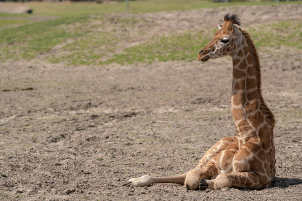 A Baby Giraffe is looking around the Willife Park