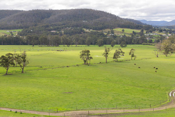 Elevated view looking out over lush green farm pastures with cattle grazing on a property near Huonville, Tasmania