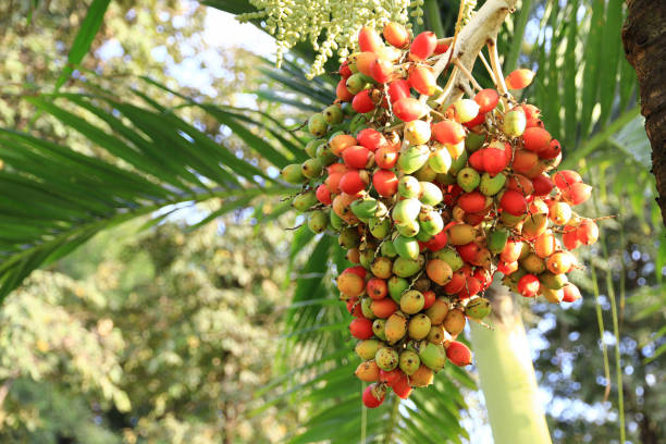 Betel palm on the tree Betel palm on the tree in the garden. areca stock pictures, royalty-free photos & images