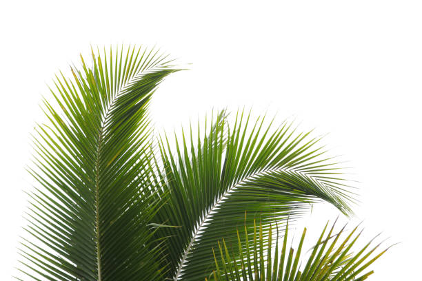 istock coconut or plam tree branch isolated with white background. 1438293694