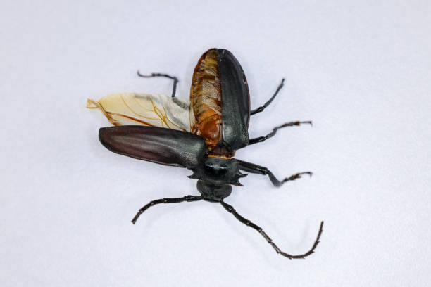 istock Background of insects (entomology) in laboratory. 1438293822