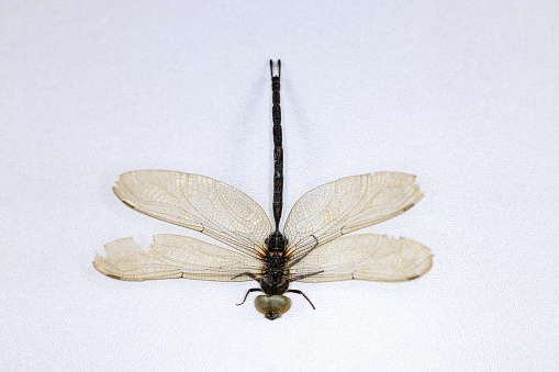 Background of insects (entomology) in laboratory.