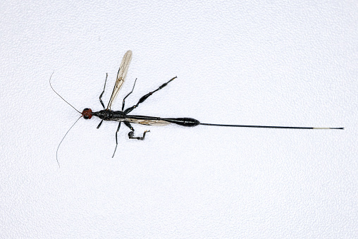 Background of insects (entomology) in laboratory.