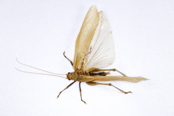 istock Background of insects (entomology) in laboratory. 1438293913