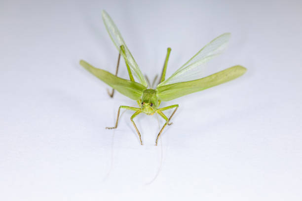 Background of insects (entomology) in laboratory.