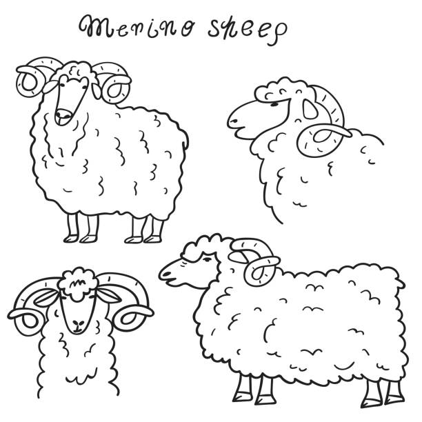 набор контурных иллюстраций. мериносовые овцы. - lamb animal farm cute stock illustrations