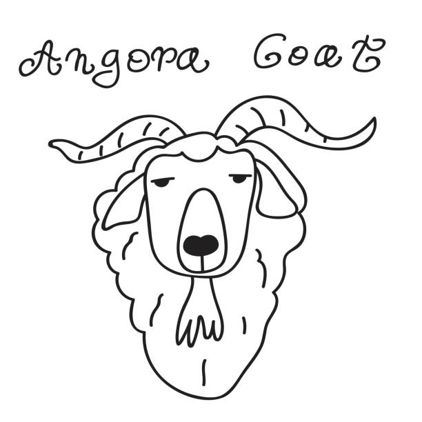 Angora Drawing 70+ Angora Goat Stock Illustrations, Royalty-Free Vector Graphics ...