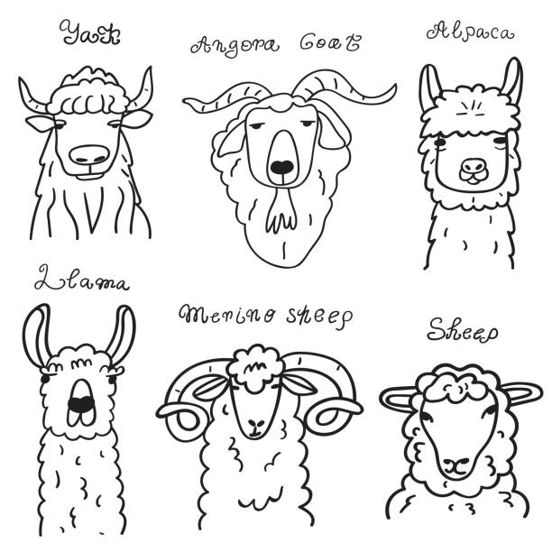 ilustrações, clipart, desenhos animados e ícones de cabeças de animais. iaque, ovelhas, cabra merino, lhama, alpaca. - angora wool