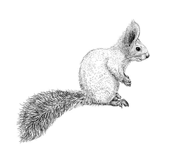 다람쥐 손으로 그린 스케치 1 - squirrel softness wildlife horizontal stock illustrations