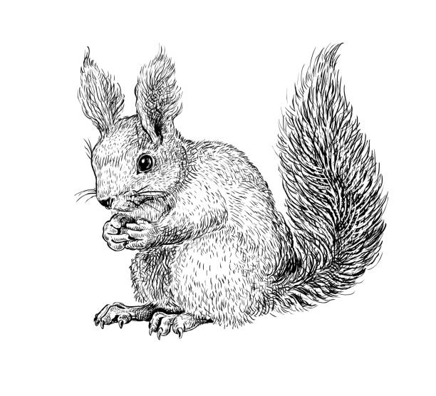 Hand drawn black ink sketch of Squirrel isolated on white background. Vector illustration of forest animal. Vintage engrave of Squirrel
