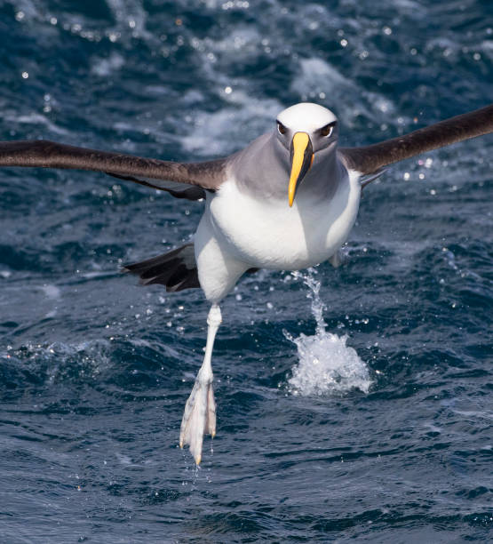 istock Northern Buller's Albatross, Thalassarche (bulleri) platei 1438296789