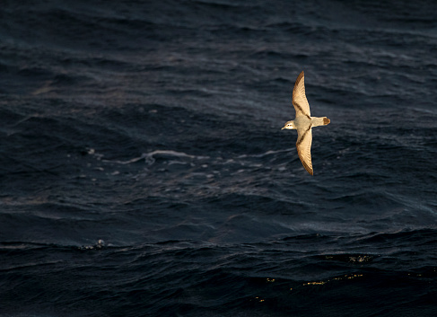 Antarctic Prion (Pachyptila desolata altera) flying low over the ocean off The Snares, a subantarctic New Zealand island group.
