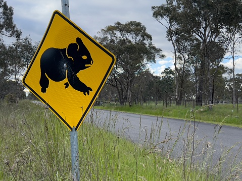 Horizontal closeup photo of a yellow metal sign on a pole with a black image of an Australian koala bear reminding drivers to look out for native Koala bears on the road. New England high country near Armidale, northern NSW in Spring.