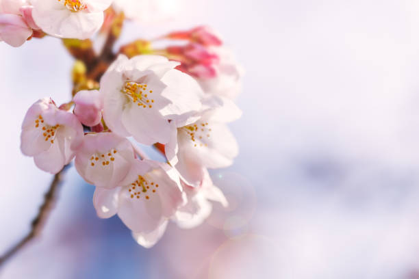 istock Cherry blossoms with beautiful light pink color 1438299293