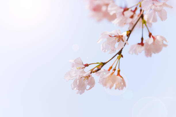 istock Cherry blossoms with beautiful light pink color 1438299918