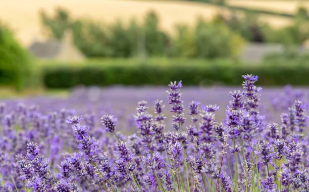 istock Cotswold Lavender At Snowshill, Worcestershire 1438300172