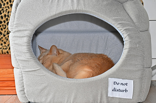 Ginger cat asleep in her comfy home with a do not disturb sign on it