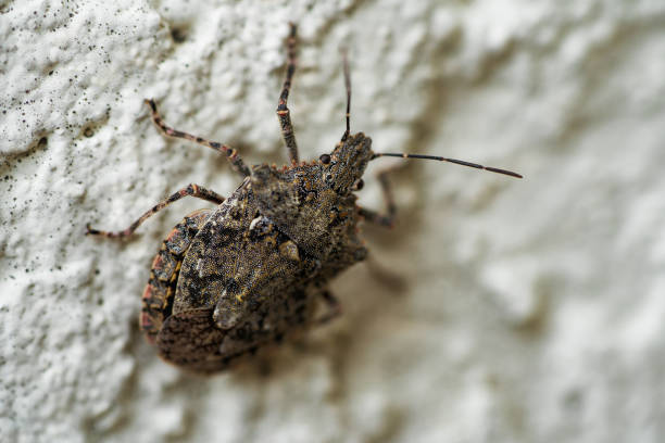 istock Closeup shot of stink bug on a concrete surface 1438300656