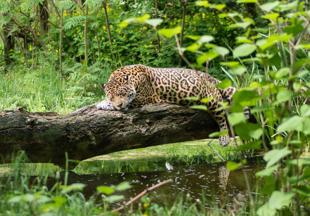 istock Beautiful shot of a jaguar resting on a tree bark 1438300776