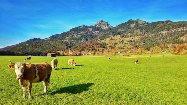 istock Rural tourism in Bayern 1438300830