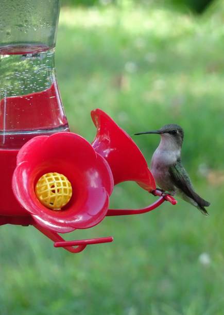 istock Vertical shot of a Hummingbird perched on a water feeder 1438300984