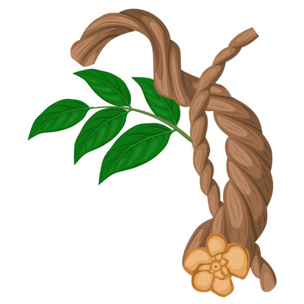 Ayahuasca Vector illustration, Banisteriopsis caapi, also known as ayahuasca, caapi, or soul vine, isolated on a white background. banisteriopsis caapi stock illustrations