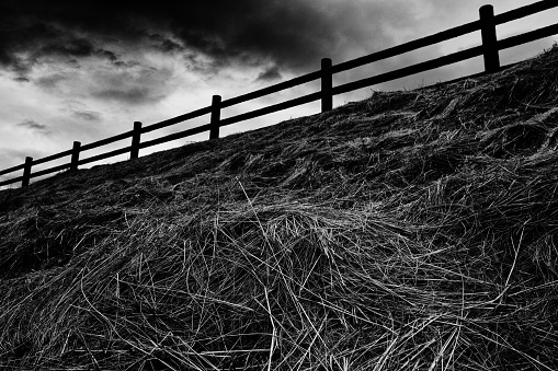 fence and dead weeds