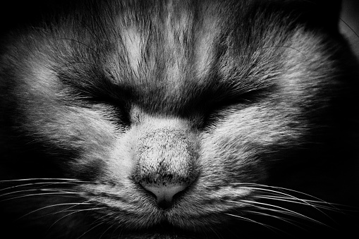 close-up of a cat's face