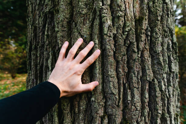 istock Man touching old tree trunk in forest. Human hand on the bark of a tree. 1438302028