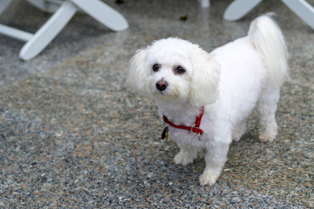 istock Adorable little white Havanese dog 1438304746