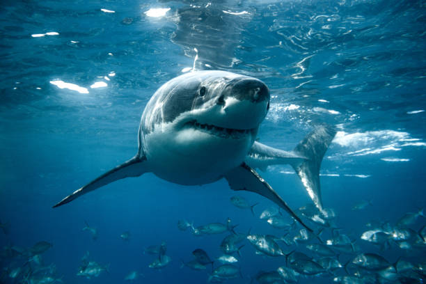 Great white shark turns below the ocean's surface. Large white shark looks straight into the camera. Captured in the clear blue waters of South Australia. predator teeth stock pictures, royalty-free photos & images