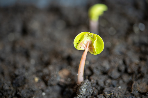 Close-Up Plant Seedling. Nature and Beginning Concept.