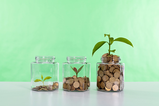 Green plant growing in glass jar with coins.