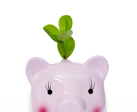 Green plant growing from piggy bank.