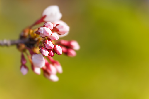 Cherry blossoms with beautiful light pink color