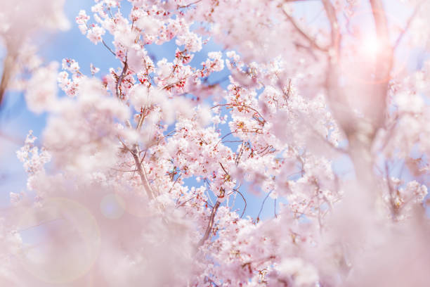 fiori di ciliegio con un bel colore rosa chiaro - cherry tree foto e immagini stock