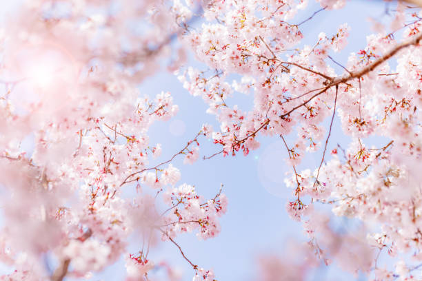 istock Cherry blossoms with beautiful light pink color 1438307564