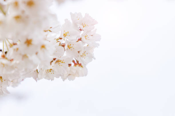 istock Cherry blossoms with beautiful light pink color 1438308229