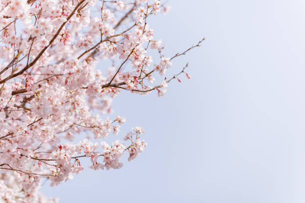 istock Cherry blossoms with beautiful light pink color 1438308551