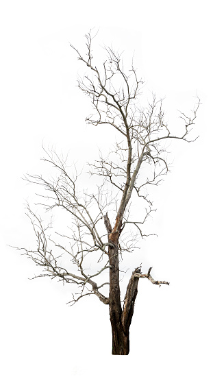 Isolated dead tree with no leaves on white background.