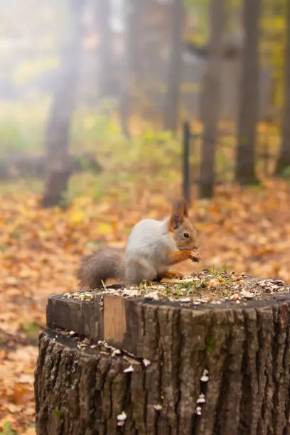 Photo of Funny furry cute squirrel eats a nut in autumn orange forest in the background. Animal wildlife background. Caring for animals, feeding wild animals to help nature