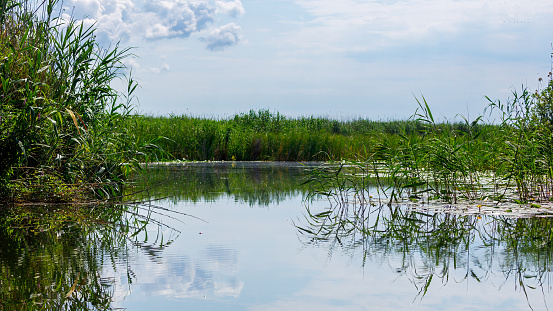 The swamps of the Danube Delta in Romania