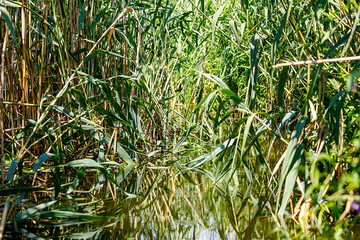 Reed (Phragmites australis) in the Weingartener Moor.