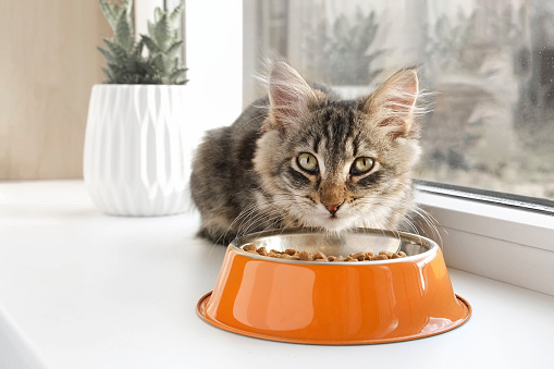 El gato se sienta en el alféizar de la ventana y come comida seca. Gatito comiendo de Orange Bowl. Cerrar. Pequeño gato comiendo en casa. photo