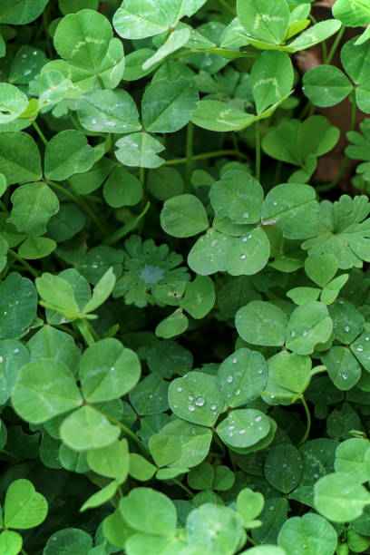 istock Green plants after the rain. 1438312220