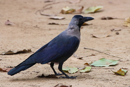 Stock photo showing close-up view of Indian or house crow (Corvus splendens) scavenging on ground for food left by tourists. This bird is also known as the Ceylon, Colombo or grey-necked crow.